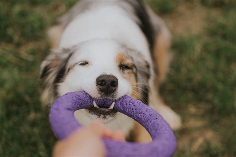 Pes s hračkou v tvare cumlíka