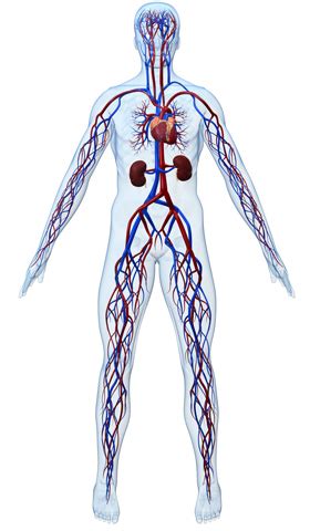 Ilustrácia krvného obehu