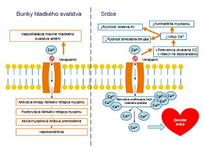 Diagram znázorňujúci mechanizmus účinku vakcíny
