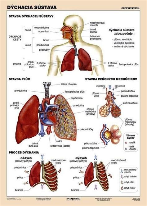 Diagram ľudského respiračného systému