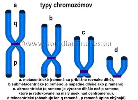 Grafické znázornenie chromozómov