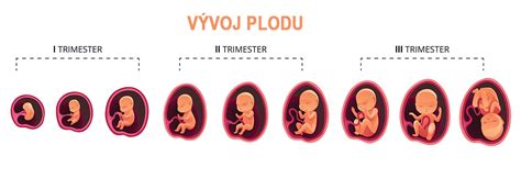 prenatálny vývoj plodu