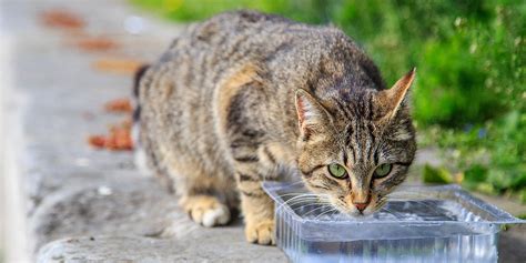 Mačka pijúca vodu z fontánky