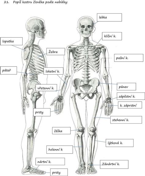 Ilustrácia zdravých a chorých kostí