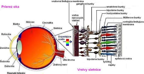 Ilustrácia ľudského oka s detailom sietnice