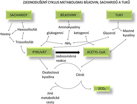 Ilustrácia znázorňujúca proces metabolizmu v tele