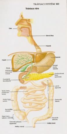 Diagram znázorňujúci tráviaci systém človeka