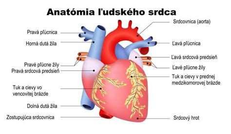 Vizualizácia vplyvu fastfoodu na telo: srdce, mozog, metabolizmus