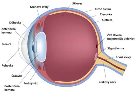 Anatómia oka a jeho prídavné orgány