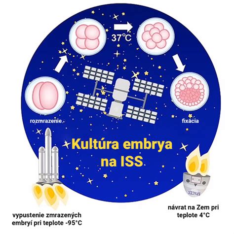 Diagram embryonálneho vývoja