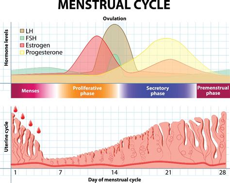 Diagram zobrazujúci fázy menštruačného cyklu