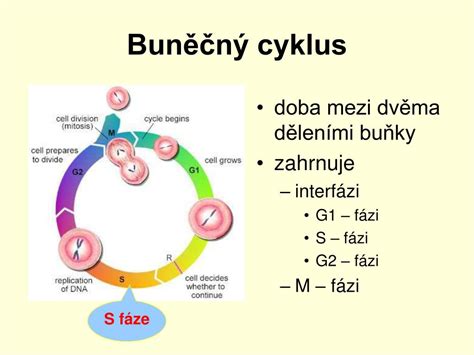 Ilustrácia bunkového cyklu a autofágie