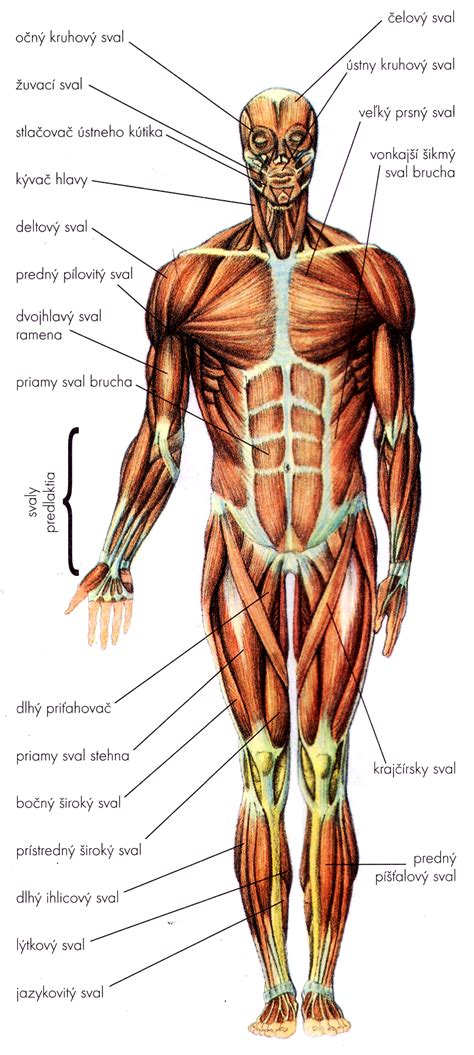 Ilustrácia ľudského pohybového aparátu so zameraním na kĺby a kosti