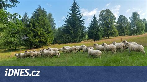 Porovnanie príznakov osýpok a ovčích kiahní