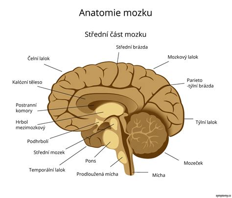 Ilustrácia mozgu s vyznačenými oblasťami zodpovednými za pozornosť