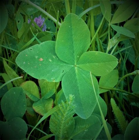 Symbol šťastia a radosti