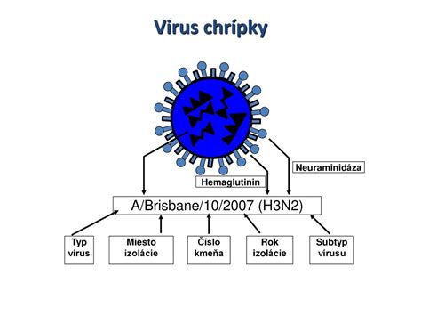Grafické znázornenie štruktúry vírusu chrípky