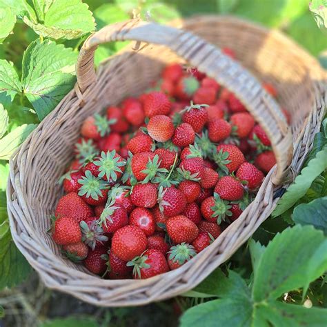 Čerstvé zrelé jahody pripravené na varenie