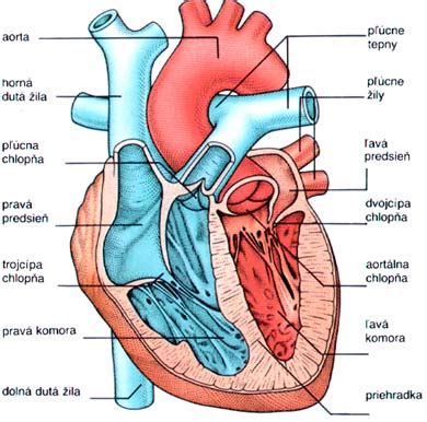 Ilustrácia srdca a tepien