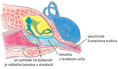 Infografika znázorňujúca rovnovážny systém v ľudskom uchu