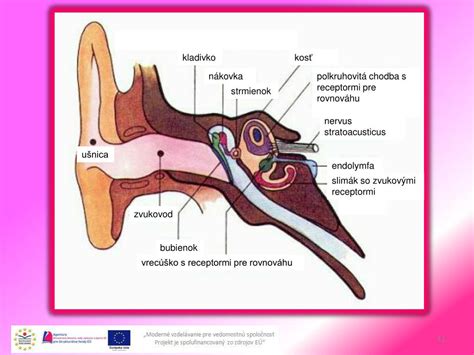 Diagram znázorňujúci Eustachovu trubicu a jej spojenie medzi stredným uchom a nosohltanom