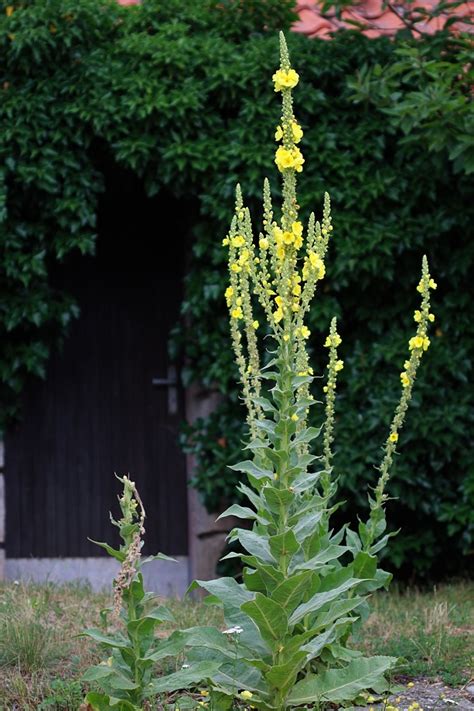 Divozel veľkokvetý (Verbascum densiflorum)