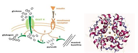 Schéma pôsobenia antihistaminík
