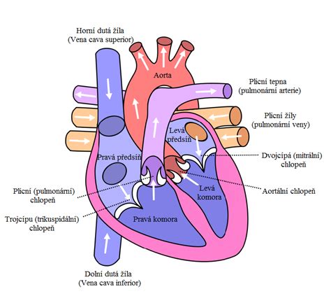 Diagram ľudského srdca