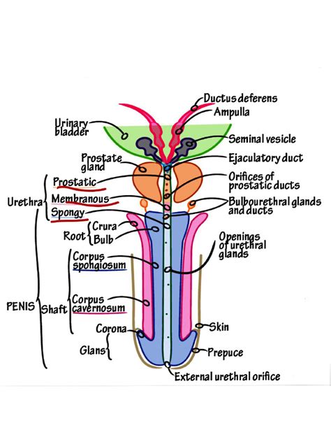 Diagram porovnávajúci priemernú dĺžku penisu s vnímanou dôležitosťou