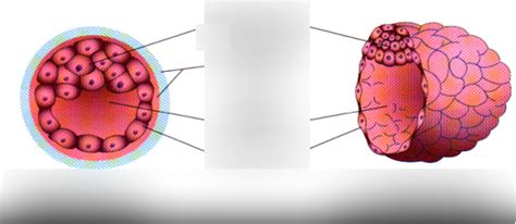 Diagram blastocysty s vyznačeným embryoblastom a trofoblastom