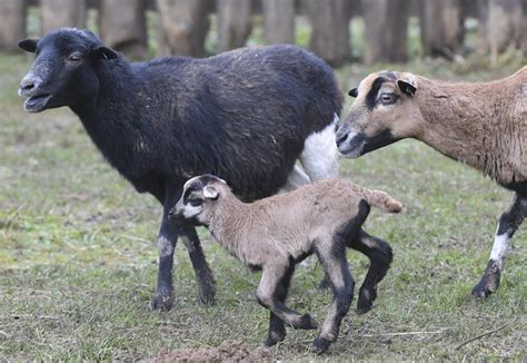 Ilustrácia gravidnej kamerunskej ovce