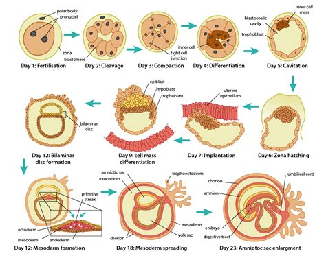 Diagram vývoja embrya ovce