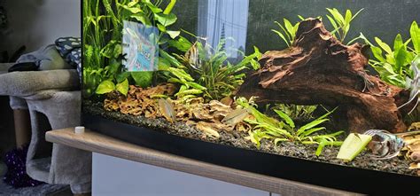 Porovnanie samca a samice gupky dúhovej s vyznačenými rozdielmi