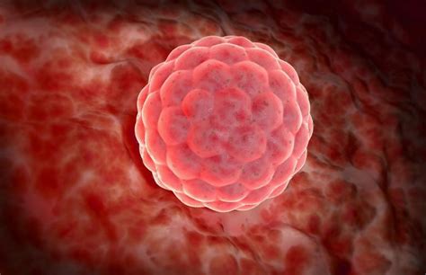 Ilustrácia oplodneného vajíčka pripúšťajúceho sa k stene maternice