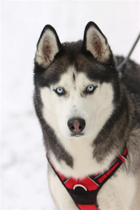 ilustračná fotografia psa husky