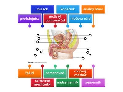 Mužská reprodukčná sústava