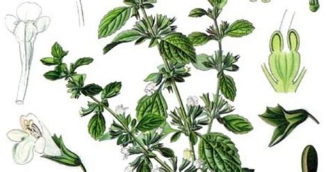 bylinky - medovka, fenikel