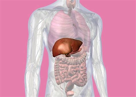 Ilustrácia ľudskej pečene s jej funkciami