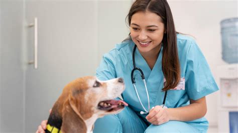 Veterinár aplikuje mikročip šteniatku