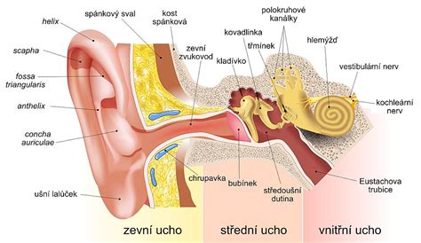 Schematický nákres ľudského ucha s vyznačeným zvukovodom