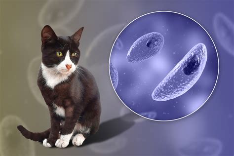 mikroskopický pohľad na Toxoplasma gondii