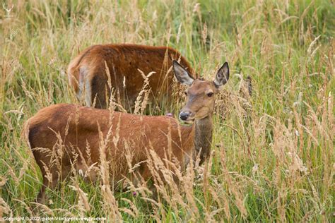Jelenica s mláďaťom