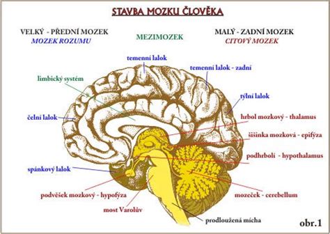 Vývoj mozgu dieťaťa - zväčšenie hlavičky