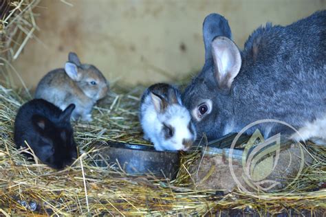 Králičia samica s mláďatami v hniezde